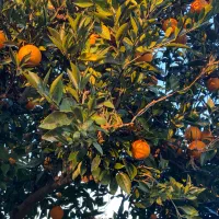 پرتقال درجه یک پیوندی