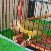 طوطی گرینچیک|پرنده|آبیک, |دیوار