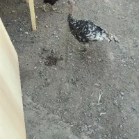 مرغ و خروس بوقلمون