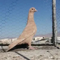 کفتر وکبوتر زرد کرمانی کل وکاکلی|پرنده|فردوس (خراسان), |دیوار