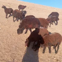 فروش 9راس بره نر داشتی یا پرواری