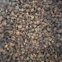 کشمش،آبگیری دیم،تیز آب نخورده،بی دانه،چای بهاره|خوردنی و آشامیدنی|رشت, جانبازان|دیوار