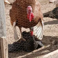 بوقلمون محلی (سپیدان)