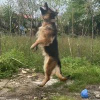 سگ‌ژزمن ماده