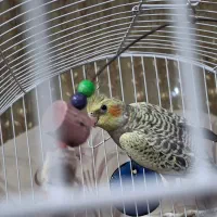 عروس هلندی ۵ ماهه دستی مرواریدی