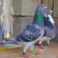 چند عدد کبوتر مسافتی