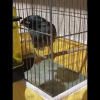 مرغ مینا نر افغان|پرنده|کرمانشاه, |دیوار