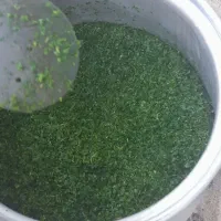 سبزی قرمه سبزی فریزری آماده سرخ نشده
