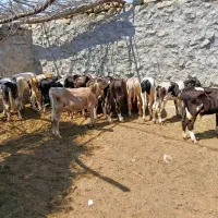 گوساله سیمنتالی