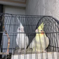 عروس هلندی یک جفت دم بلند|پرنده|تهران, امام زاده عبدالله|دیوار