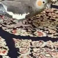 عروس هلندی گم شده