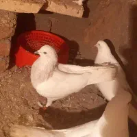 کبوتر|پرنده|گوگان, |دیوار