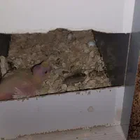 یک جفت طوطی عروس مولد