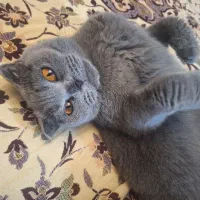 گربه اسکاتیش بلو