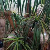 بهارستان|گل مصنوعی|اهواز, بهارستان|دیوار