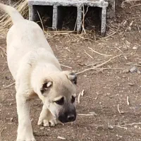 واگزاری توله سرابی نر 2 ماهه اصل