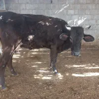 گاوگوشتی