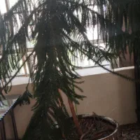 گل کاج مطبق