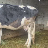 گاو ابستن|حیوانات مزرعه|مسجد سلیمان, |دیوار