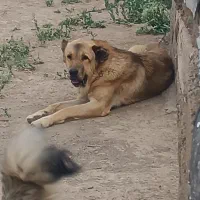 سگ سرابی