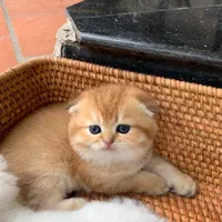 گربه های نژاد بریتانیایی و اسکاتلندی و پرشین کت