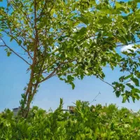 تفریح طبیعت گردی