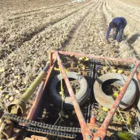 سیب زمینی دامی