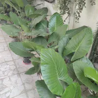 فروش گل بابا آدم به صورت تک و عمده به قیمت عمده|گل و گیاه طبیعی|بابل, |دیوار