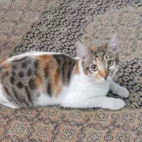 دوبچه گربه|گربه|اندیشه, اندیشه فاز ۱|دیوار