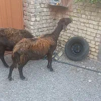 میش قزل افشار