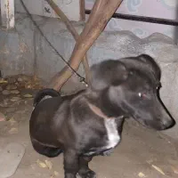 سگ پاکوتاه خانگی نر