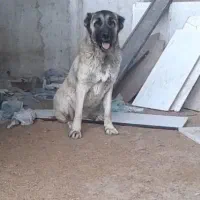 ماده سرابی اصیل