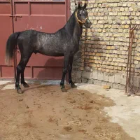 فروش کره نرازخط خونی سالار۲