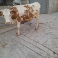 گاو سمینتال|حیوانات مزرعه|روانسر, |دیوار