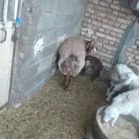 میش چینی با بره|حیوانات مزرعه|بیرجند, |دیوار