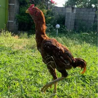 خروس لاری
