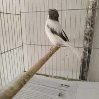 قناری وتخم کتان طارم