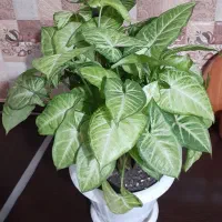 سینگینیوم زیبا