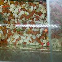 فروش آکواریوم با تمام وسایل تزئینی|ماهی|مراغه, |دیوار