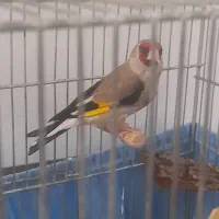 سهره دورگ کرمونی