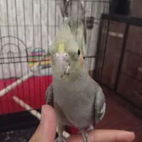 عروس هلندی رام