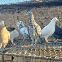 کفتر|پرنده|شیراز, گلشن|دیوار