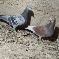 کبوتر مسافتی|پرنده|سیب و سوران, |دیوار