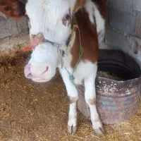 گوساله ماده