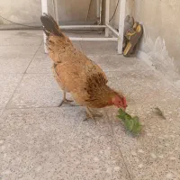 مرغ