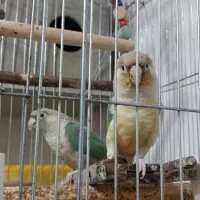 طوطی گرینچیک