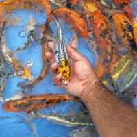 ماهی کوی ۱۵ تا ۲۵ سانت|ماهی|رشت, گیل|دیوار