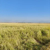 شالی دمسیاه بذری دست دور