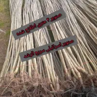 نهال صنوبر ۴ متری ۲ساله اصلاح شده