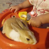 خرگوش نر|موش و خرگوش|بندر امام خمینی, |دیوار